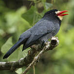 Barbacou à front blanc