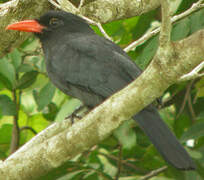 Black-fronted Nunbird