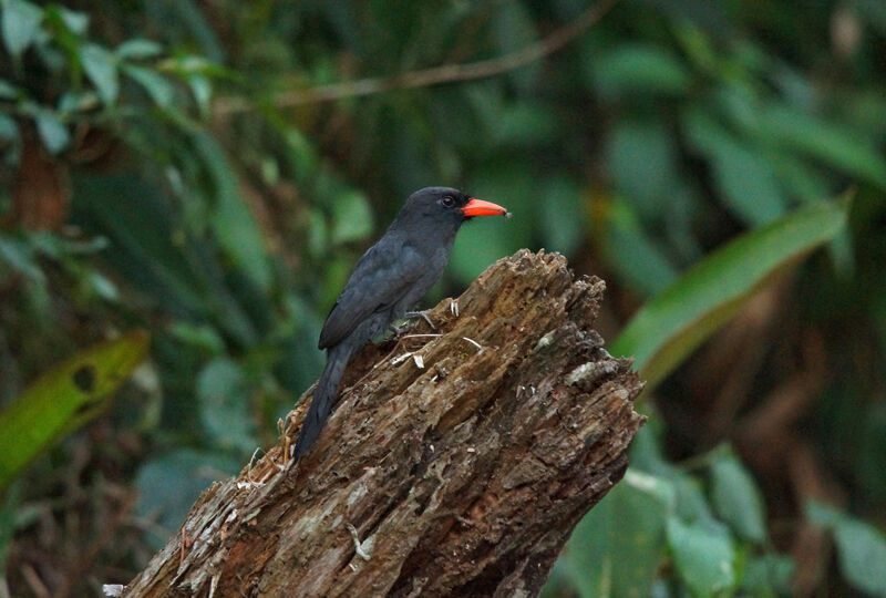 Black-fronted Nunbird