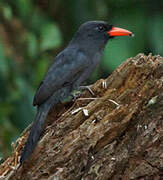 Black-fronted Nunbird