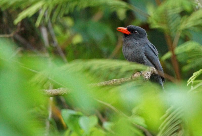 Black-fronted Nunbird