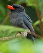 Black-fronted Nunbird