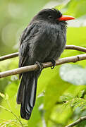 Black-fronted Nunbird