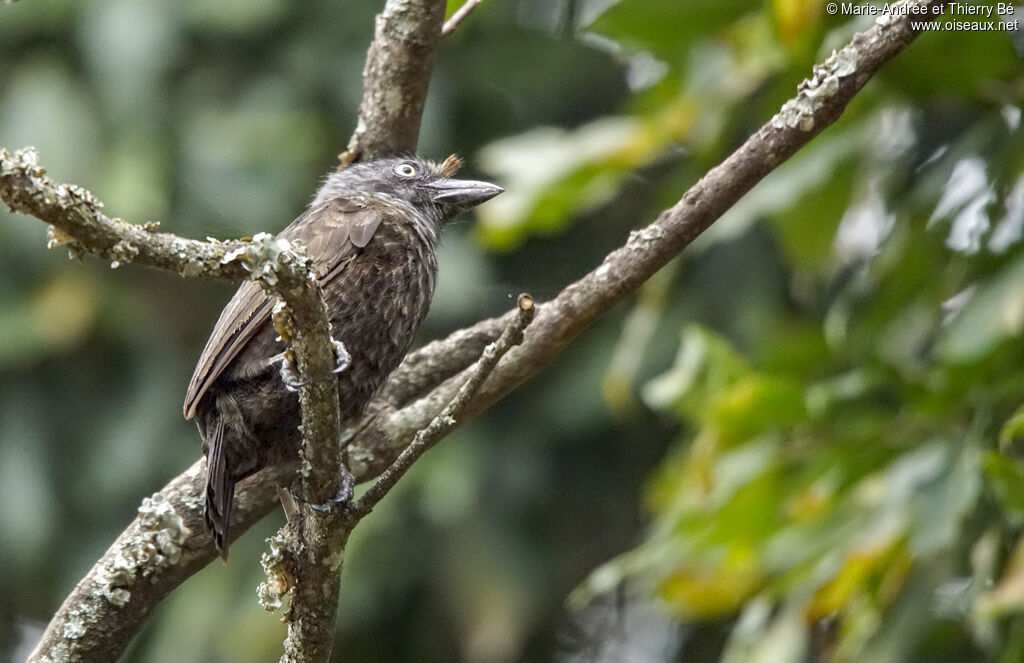 Grey-throated Barbet