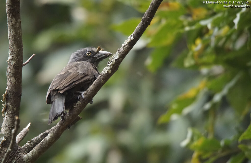 Grey-throated Barbet