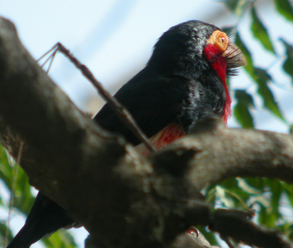 Bearded Barbet