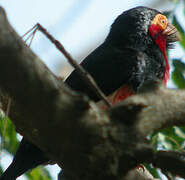 Bearded Barbet