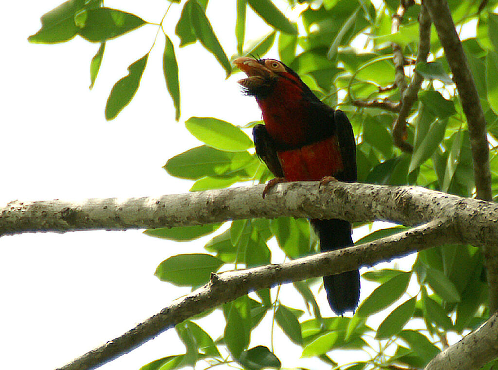 Bearded Barbet