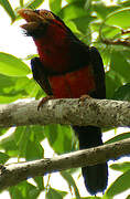 Bearded Barbet