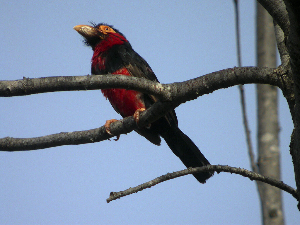 Bearded Barbet