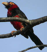 Bearded Barbet