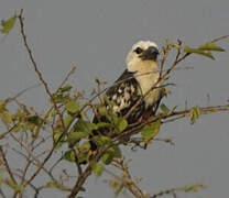 White-headed Barbet