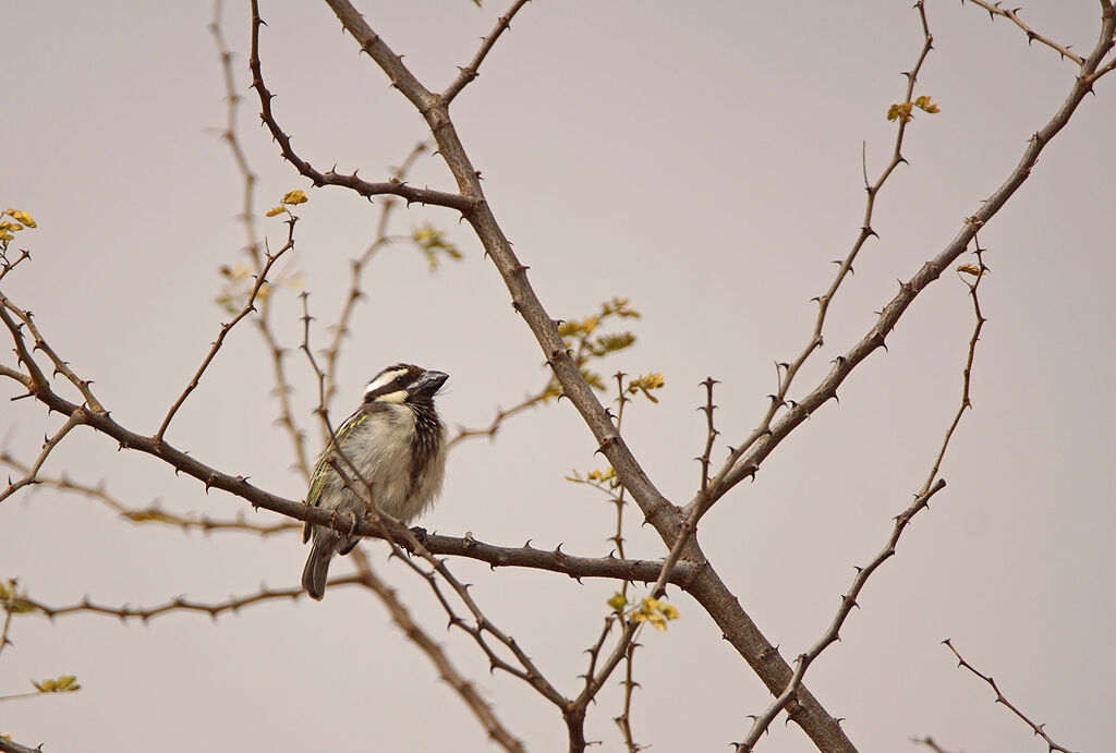 Black-throated Barbet