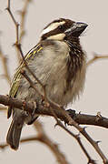 Black-throated Barbet