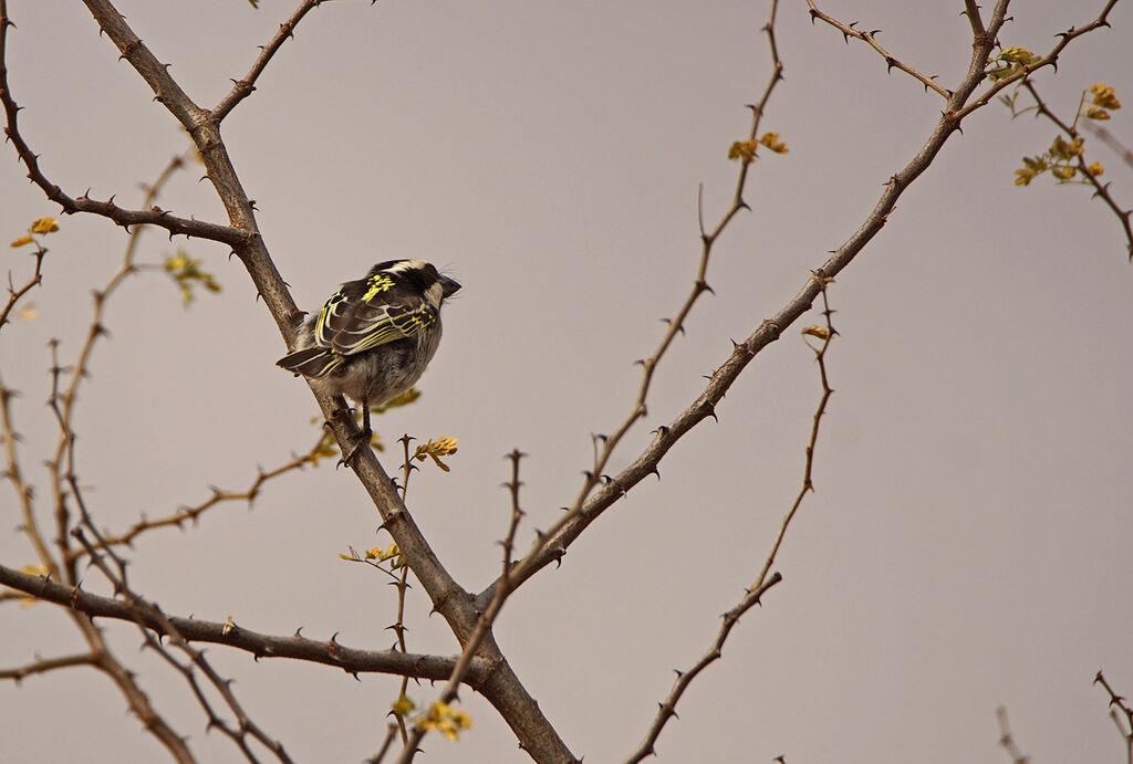 Black-throated Barbet