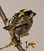 Black-throated Barbet