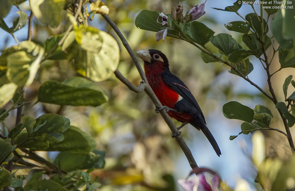 Double-toothed Barbet