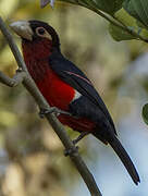 Double-toothed Barbet