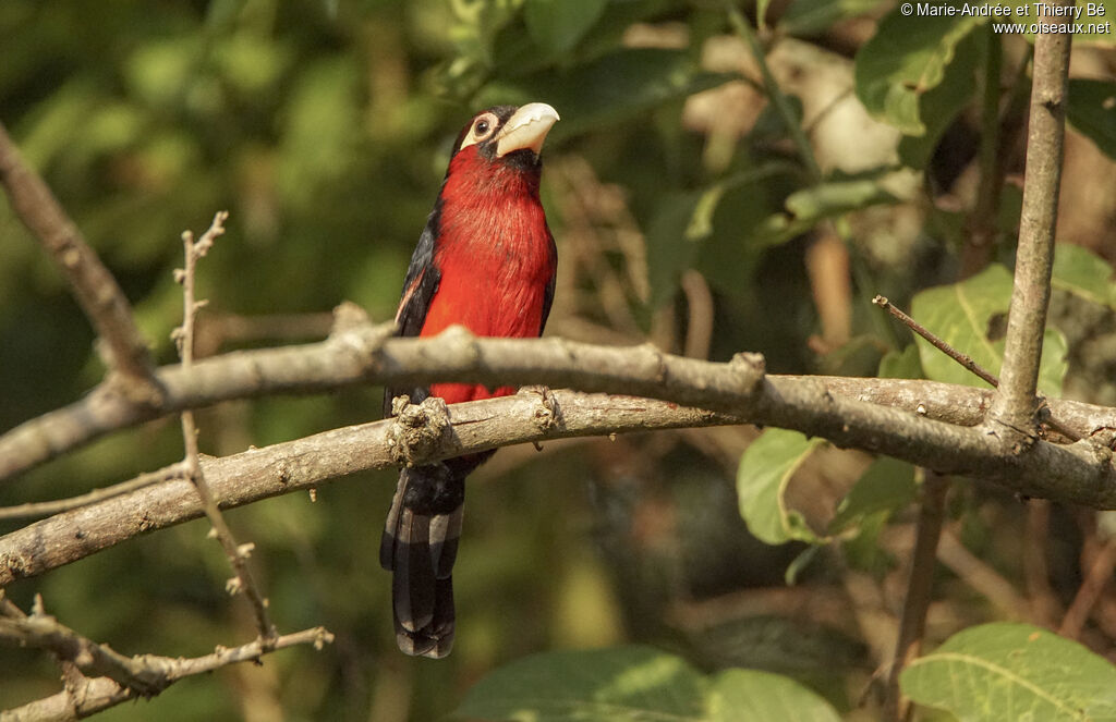 Double-toothed Barbet