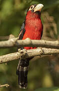 Double-toothed Barbet