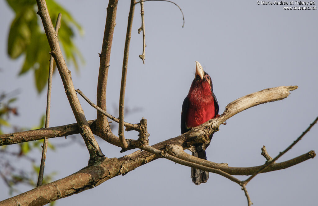 Double-toothed Barbet