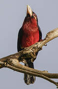 Double-toothed Barbet