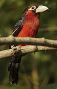 Double-toothed Barbet