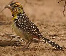 D'Arnaud's Barbet