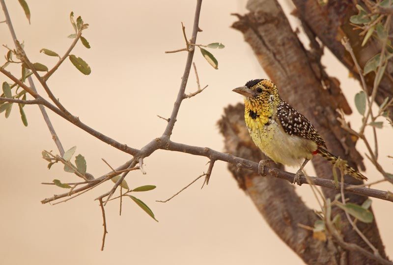 D'Arnaud's Barbet