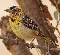 D'Arnaud's Barbet