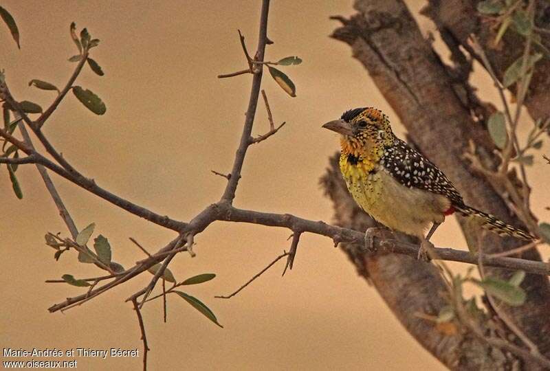 D'Arnaud's Barbet, identification