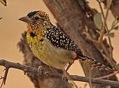 D'Arnaud's Barbet