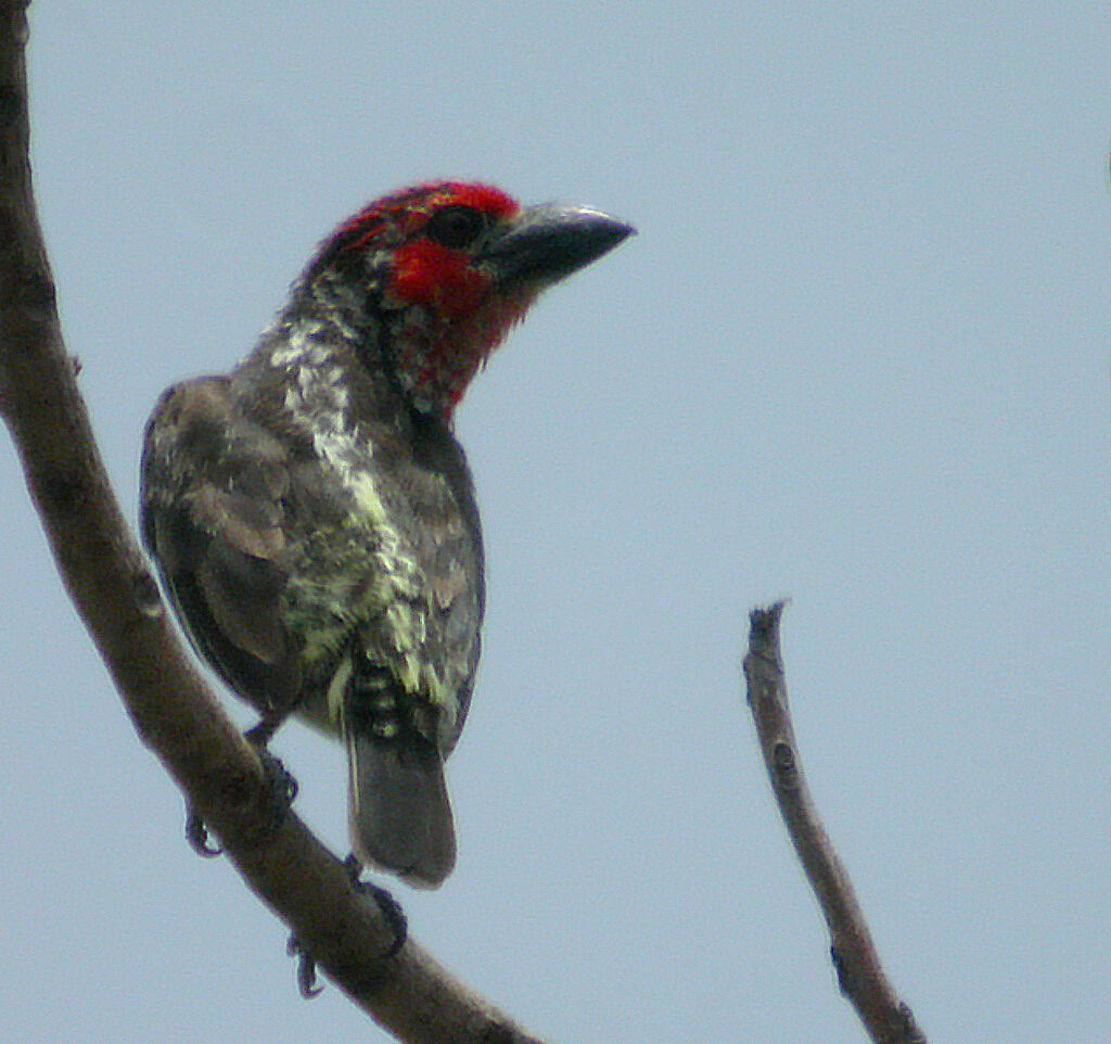 Vieillot's Barbet