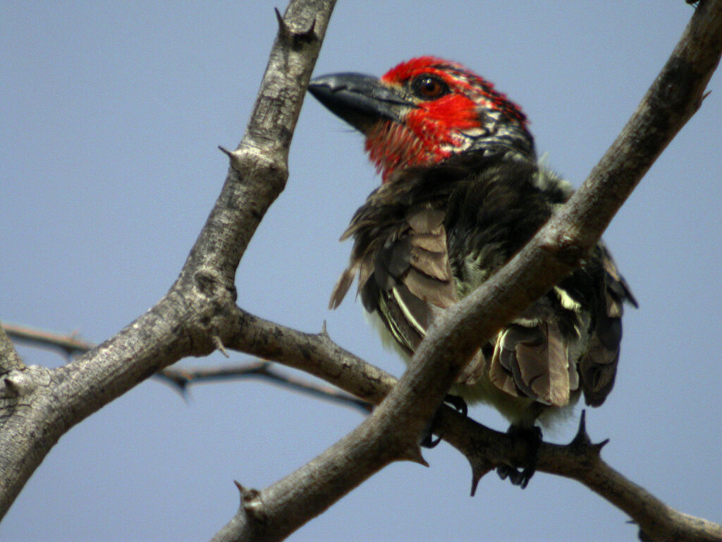 Vieillot's Barbet