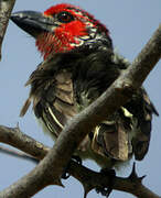 Vieillot's Barbet