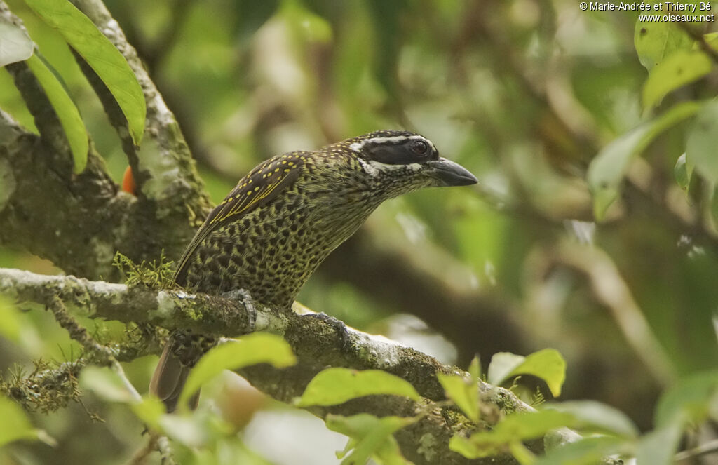 Hairy-breasted Barbet