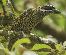 Hairy-breasted Barbet