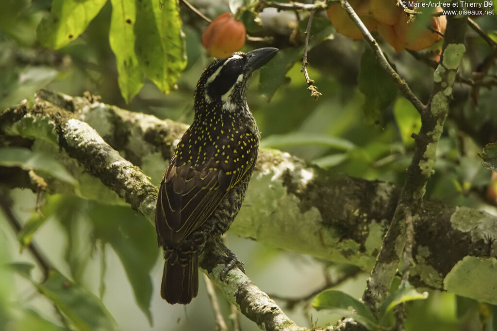 Hairy-breasted Barbet