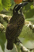 Hairy-breasted Barbet