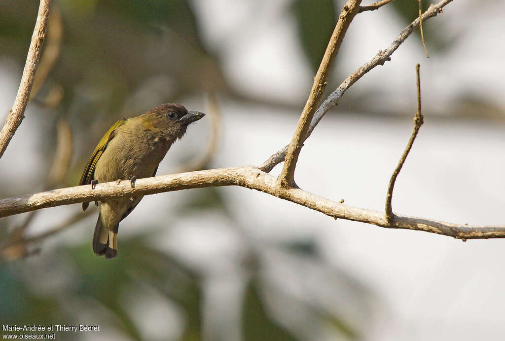 Green Barbetadult, identification