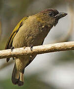 Green Barbet