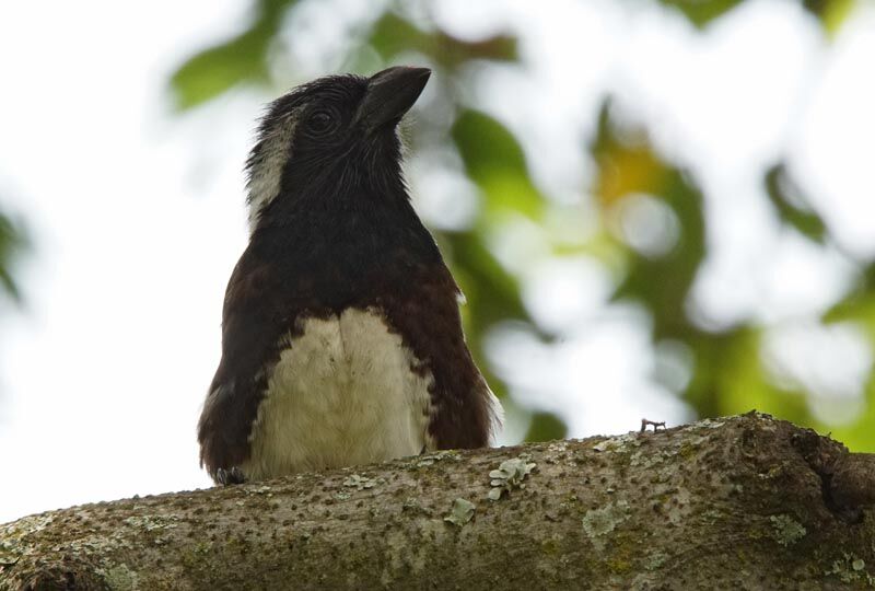 White-eared Barbet