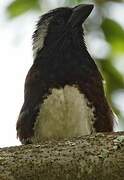 White-eared Barbet