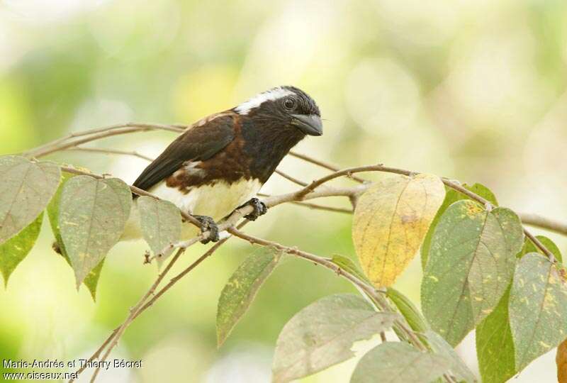 White-eared Barbetadult