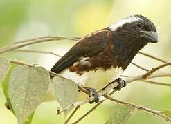 White-eared Barbet