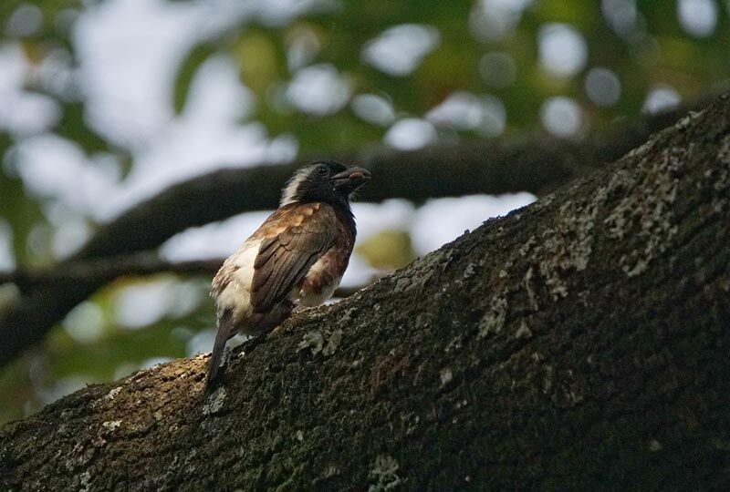 White-eared Barbet