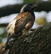 White-eared Barbet