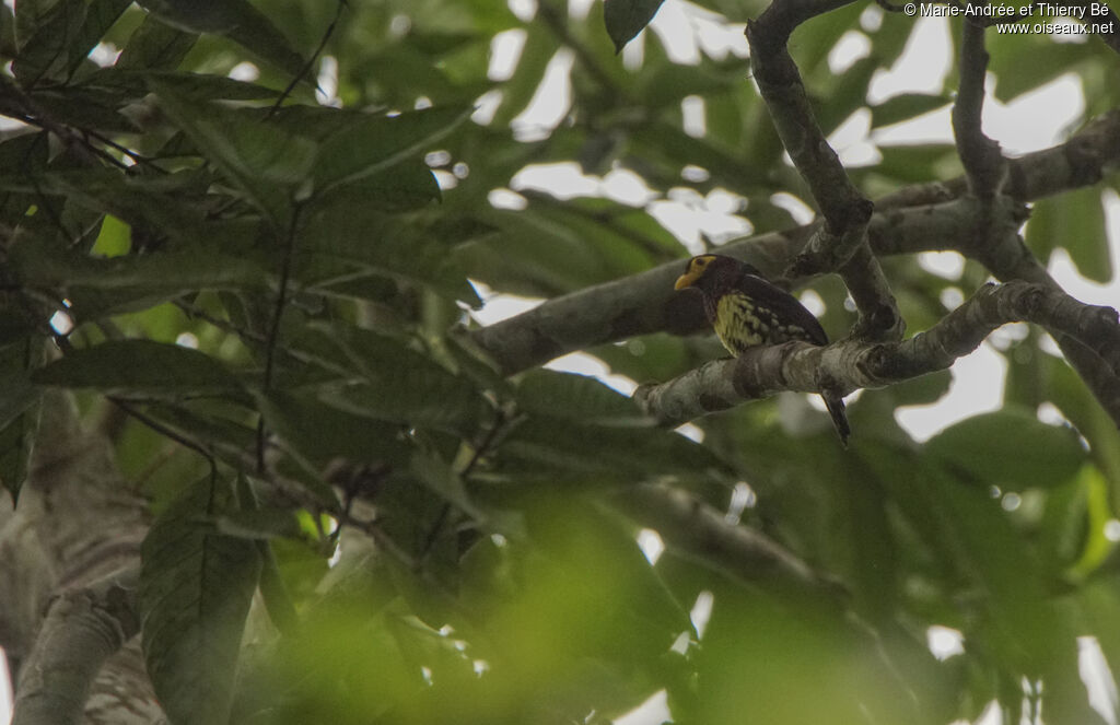 Yellow-billed Barbet