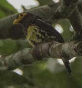 Yellow-billed Barbet