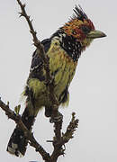 Crested Barbet